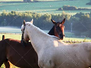 Affectionate horses