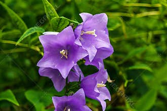 Campanula flowers or bellflower on green background in gardwn