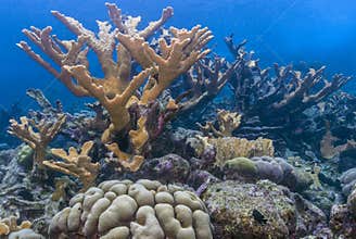 Elkhorn coral Acropora palmata