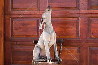 Dog weimaraner