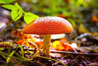 Poisonous mushroom in the forest