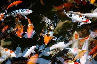 Koi fish