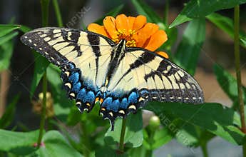 Butterfly II