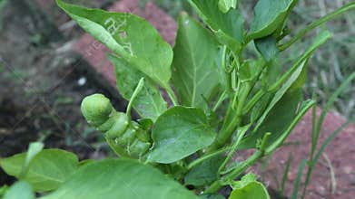 Tomato hornworms eat pepper leaves