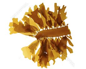 Brown sea algae