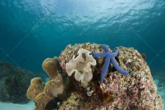 Sea Star and Coralhead Landscape