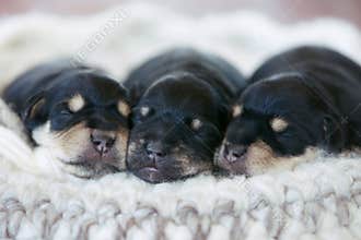 Schnauzer puppies