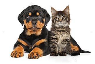 Puppy and kitten
