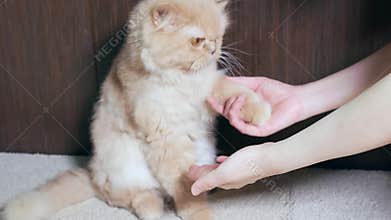 Persian cat shaking hand with people