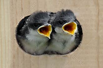 Baby Birds In a Bird House