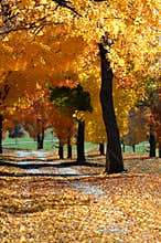 Arkansas painted Gold