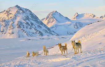 Dog sledging in cold snowy winter