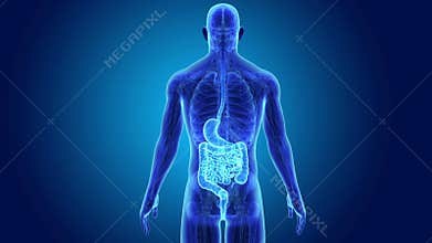 Stomach and intestine with anatomy