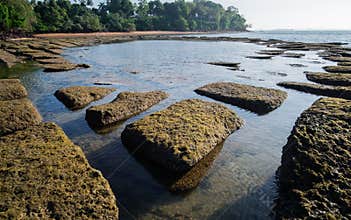Gastropod Fossil Shell Beach