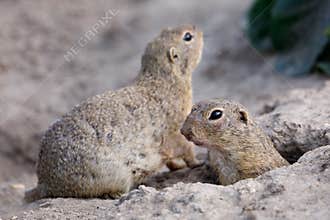 European ground squirrel Spermophilus citellus