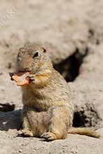 European ground squirrel Spermophilus citellus