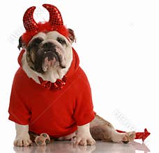 Dog dressed up as a devil