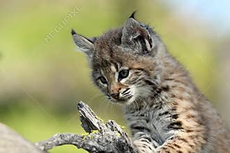 Bobcat Baby
