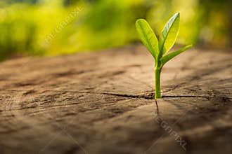New Life concept with seedling growing sprout tree.