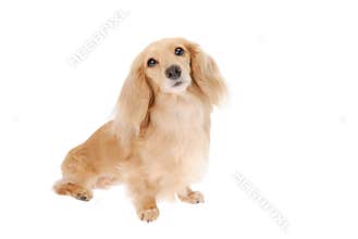Dachshund