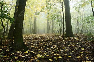 Autumnal forest