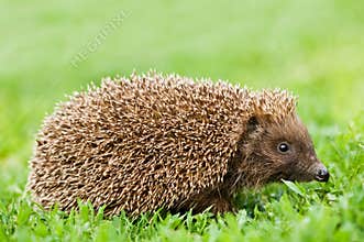 Hedgehog