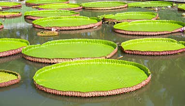 Victoria amazonica in the pond