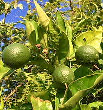 Lemons growing