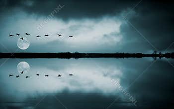 Flock of birds at fullmoon
