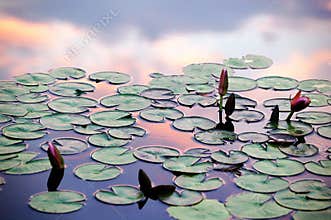 Water lilies and sunset clouds reflections in pond