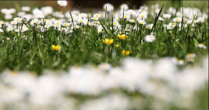 Small white daisy flowers in green grass with spring breeze