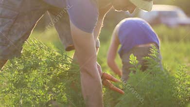 Farmer with children harvesting organic carrot crop on the field of eco farm.
