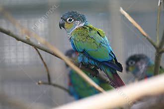 Crimson-bellied conure