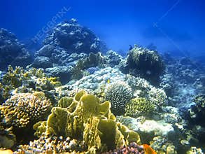 Hard-coral reef in Red sea
