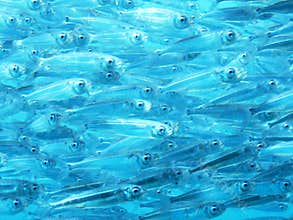 School of Bait Fish