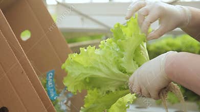 At the Russian enterprise prepare for packing leaves of salad.