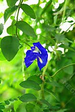 Butterfly pea flower