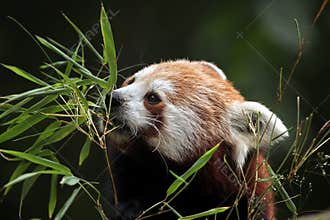 Red panda (Ailurus fulgens).