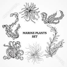 Collection of marine plants, leaves and seaweed. Vintage set of black and white hand drawn marine flora.