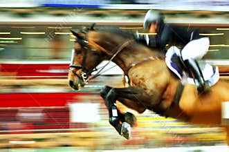 Race horse