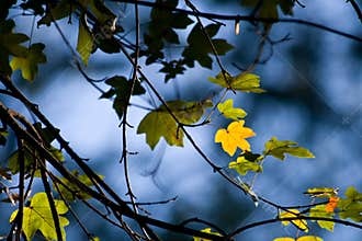 Autumn leaves on a tree