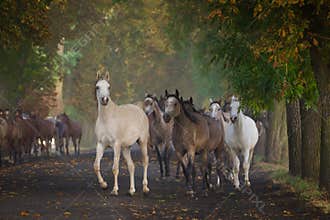 Arabian horses in chesnut avenue