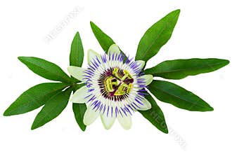Passion Flower (Passiflora) isolated clipping path included
