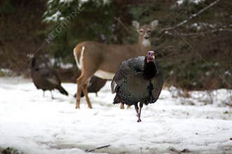 Turkey with Deer