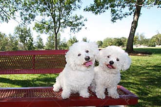 Happy Dogs
