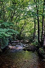 Stream in forest