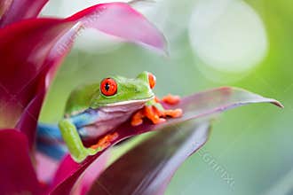 Red eyed tree frog Costa Rica