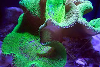 Ultra Neon Green polyp Crown Leather coral