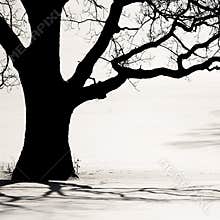 Silhouette of an old tree in the winter