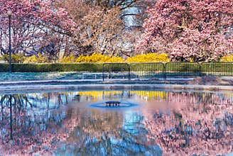 Spring Reflections Washington DC